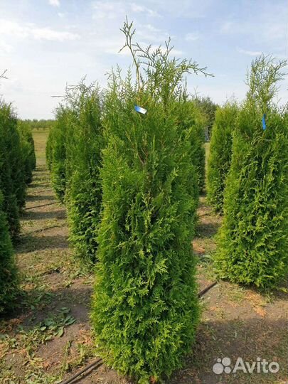 Саженцы сосны, ели, пихты, туя, береза
