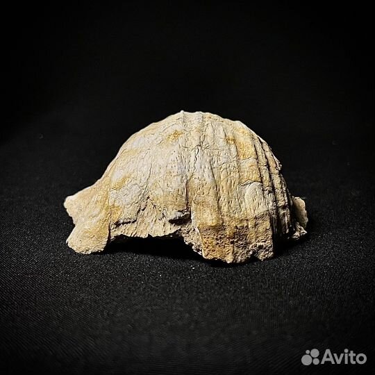 Брахиопода окаменелость ископаемое