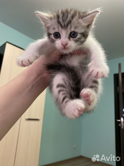 Отдам кошечку в добрые руки бесплатно