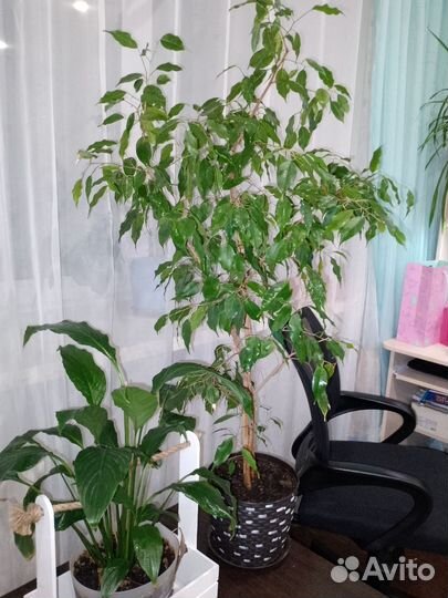 Цветы разные. Фикус 140см от горшка