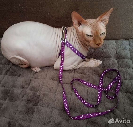 Шлейка для кота/мелкой собаки