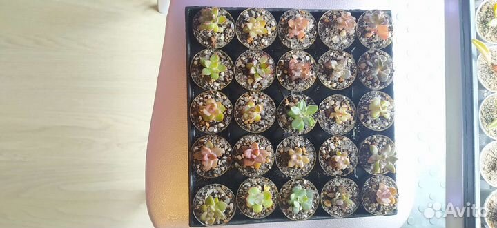 Суккуленты: эхеверия, крассула, адромискус, седум