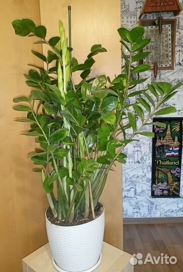 Замиокулькас