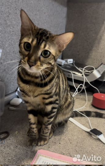 Бенгальская кошка