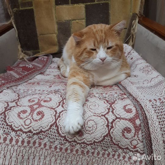 Просто Рыжик