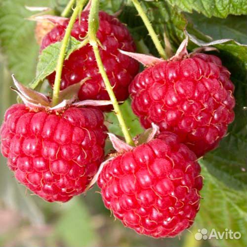 Продам малину
