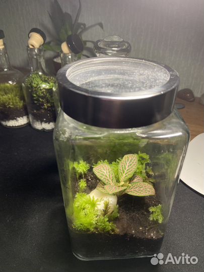 Баночка с растениями. Закрытый флорариум