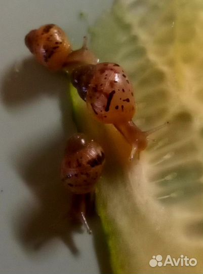 Улитки ахатины