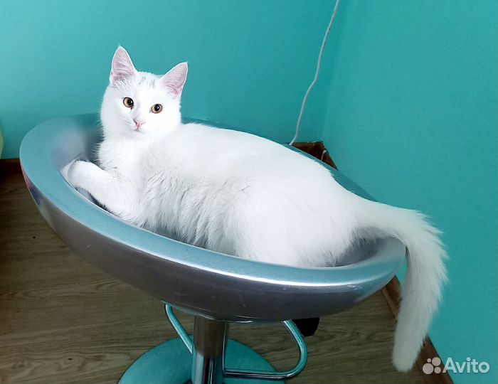 Котенок в добрые руки
