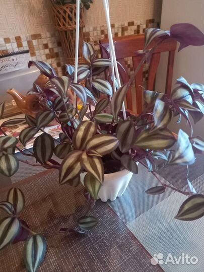 Комнатные цветы