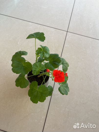 Пеларгония герань сортовая