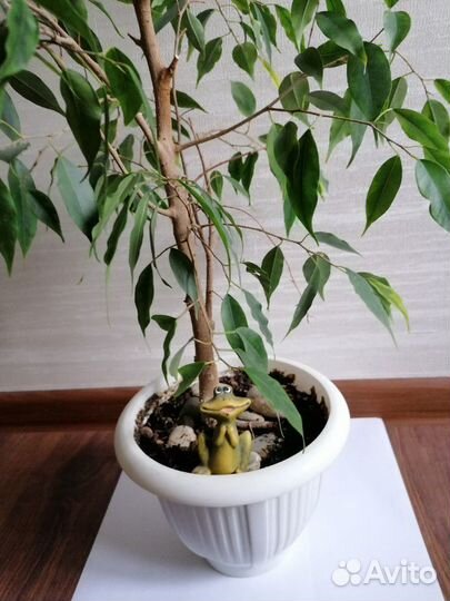 Бенджамина