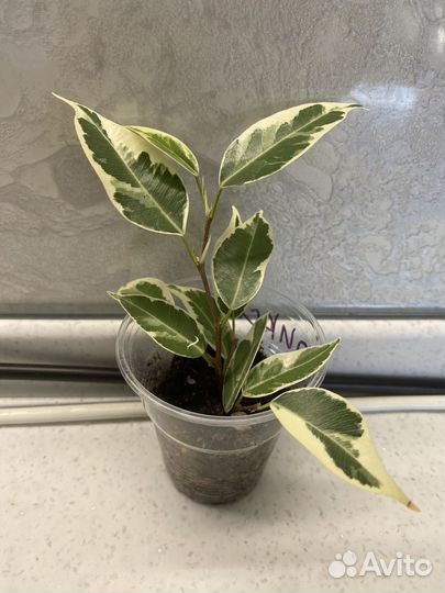 Фикусы сортовые вариегатные коллекционные