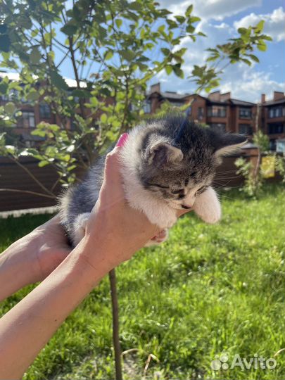 Котята 1,5 месяца