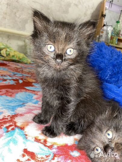 Котики в добрые руки