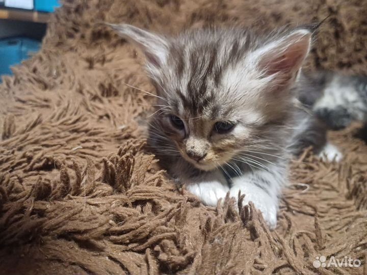 Котята мейн-кун