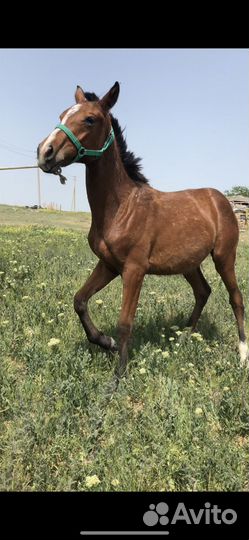 Продажа жеребчика