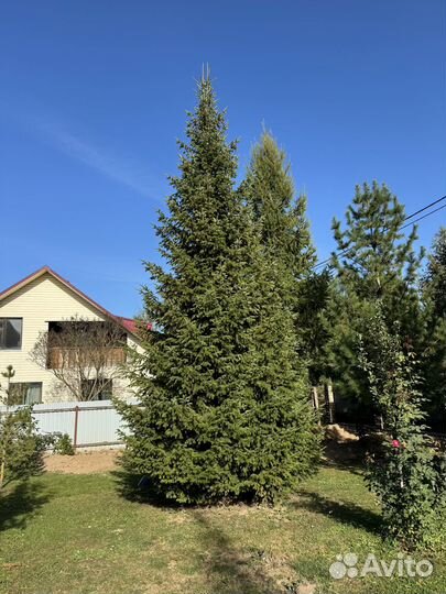 Ель живая с комом