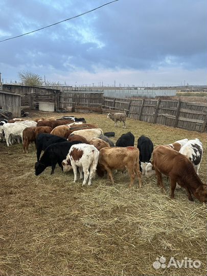 Бычки 64 головы