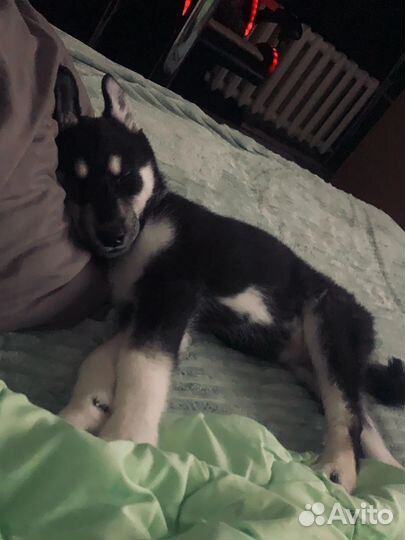 Сибирский хаски