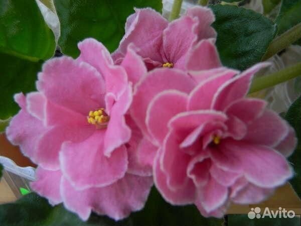 Цветы комнатные фиалки