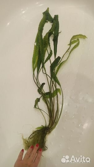 Аквариумные растения