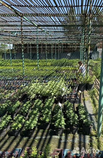 Питомник экзотических и уличных растений,подарки