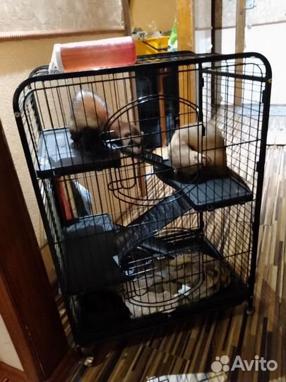 Хорек с клеткой