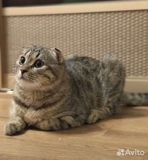 Отдам кота в добрые руки