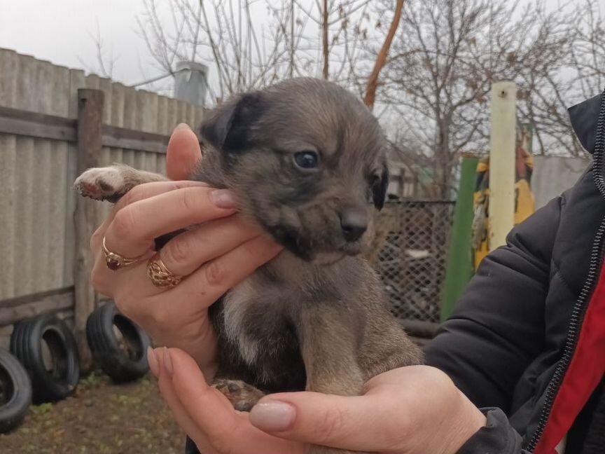 Счастье в дом щенок