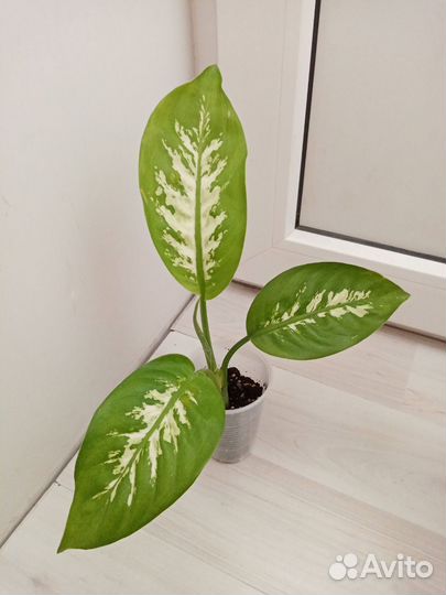 Диффенбахия Тропик сноу