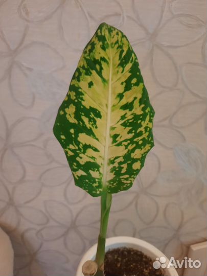 Диффенбахия рефлектор