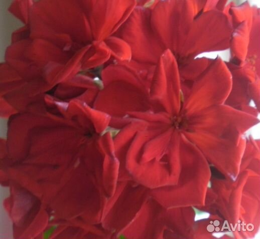 Герани сортовые