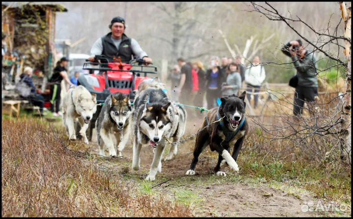 Камчатка. В Гости к Аборигенам