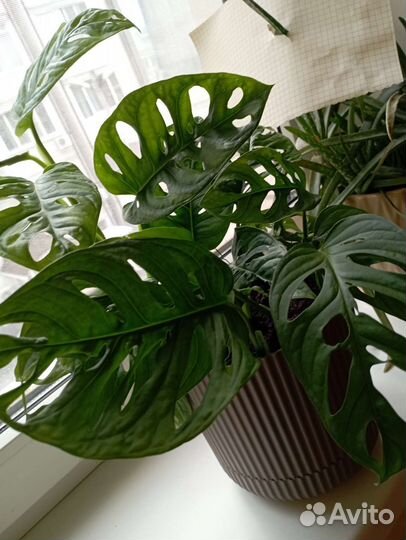 Монстера манки маск