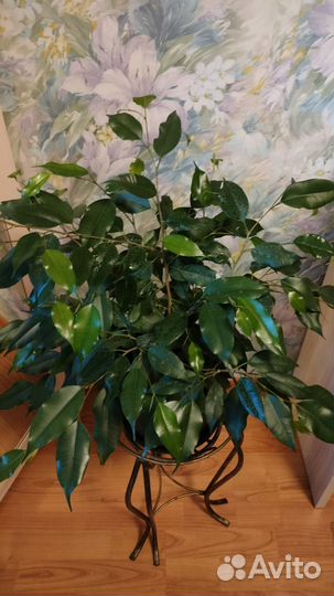 Фикус Бенджамина 52 см