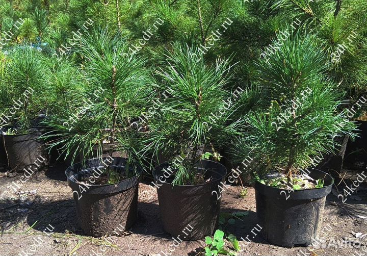 Сибирский кедр. Саженцы