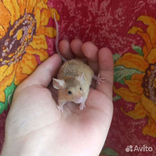 Сатиновые мышки