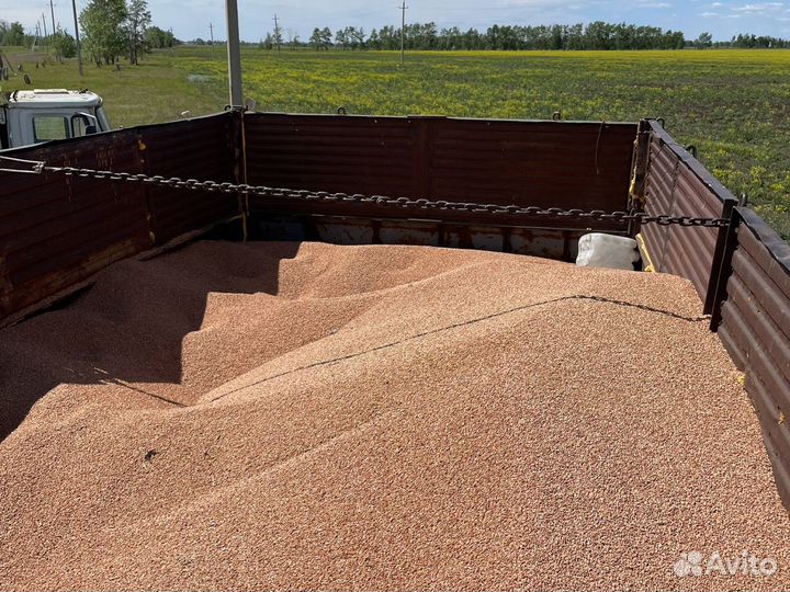 Фураж Пшеница сухая из под комбайна