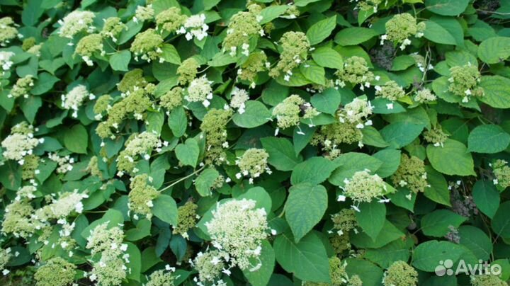 Гортензия вьющаяся Hydrangea petiolaris