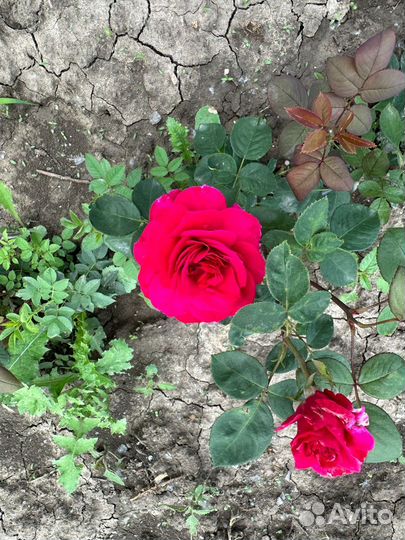 Саженцы роз, Сортовые