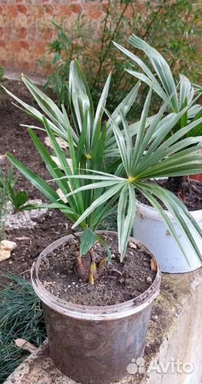 Пальма трахикарпус