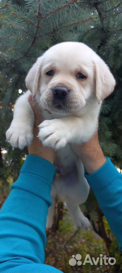 Щенки лабрадора