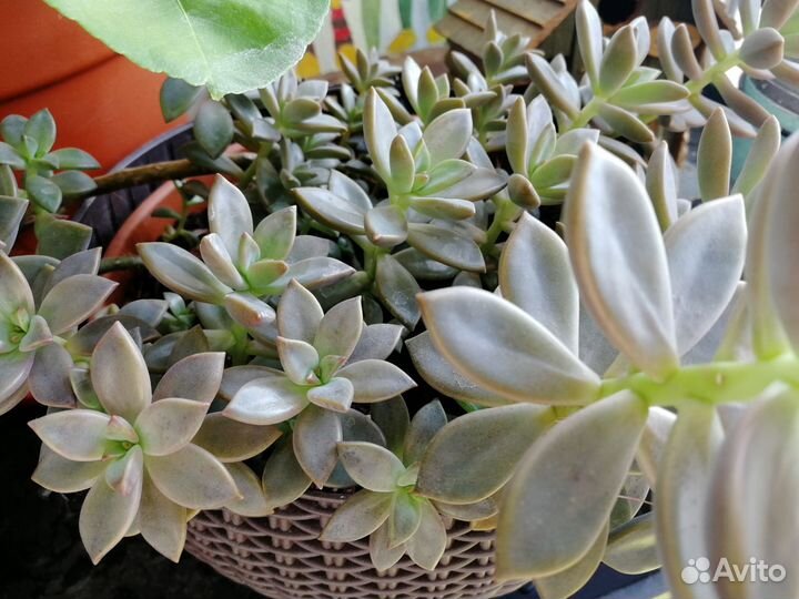 Суккуленты и кактусы