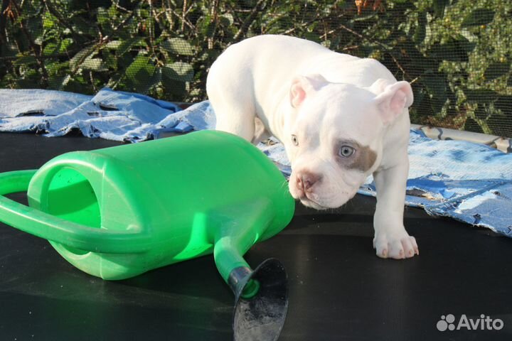 Щенки Американского Булли