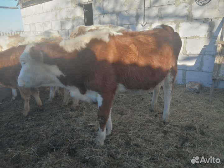 Корова высокоудойная