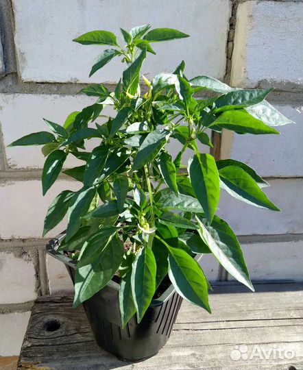 Перец комнатный Медуза