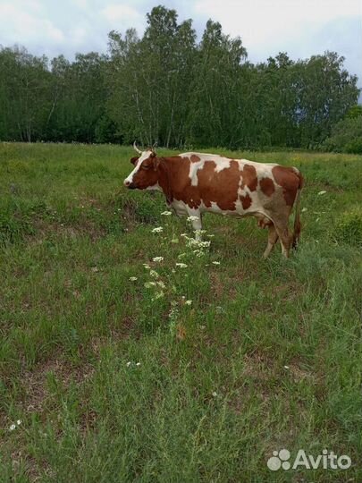 Корова стельная дойная