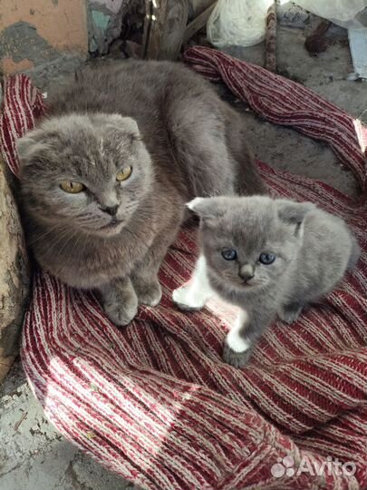 Котенок бесплатно