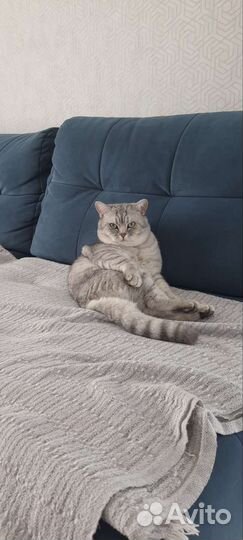 Шотландский кот вязка